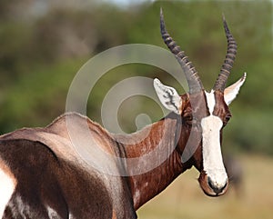Bontebok Antelope Portrait photo