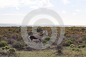 Bontebok Antelope running in fynbos field Cape point nature reserve Cape Town South Africa