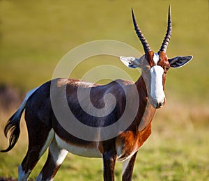 Bontebok Antelope photo