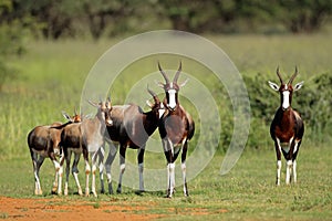 Bontebok antelopes photo