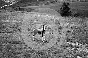 A Bontebok in black and white standing in the middle of the savana