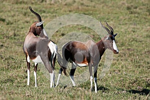 Bontebok or Blesbok Antelope photo
