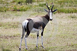 Bontebok, Bontebok, Damaliscus pygargus