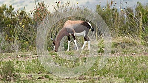 Bontebok at Boteilieskop Reserve