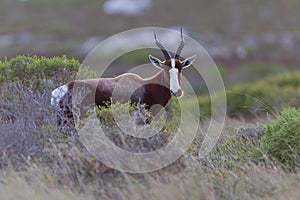 Bontebok (damaliscus dorcas) photo