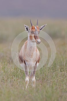 Bontebok (damaliscus dorcas)