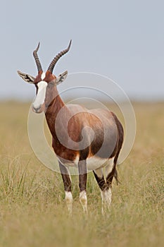 Bontebok (damaliscus dorcas)