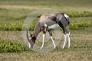 Bontebok, Bontebok, Damaliscus pygargus