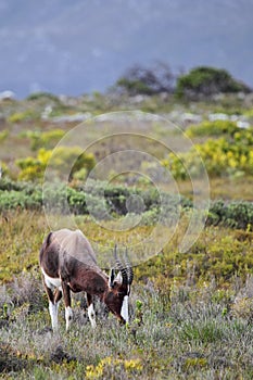 Bontebok (Damaliscus pygargus)