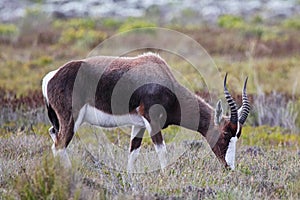 Bontebok (Damaliscus pygargus)