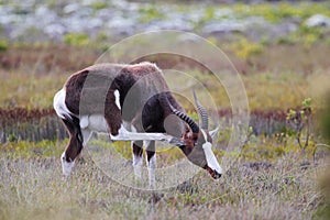 Bontebok (Damaliscus pygargus)