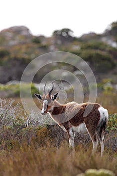 Bontebok (Damaliscus pygargus)