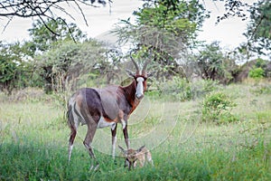Bontebok Damaliscus pygargus and calf