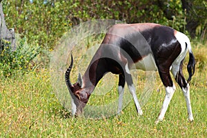 Bontebok grazing