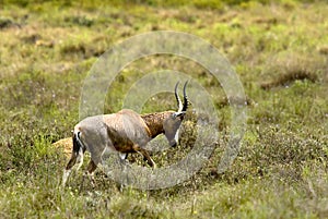 Bontebok grzing