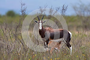 Bontebok mother and calf standing in fynbos habitat photo
