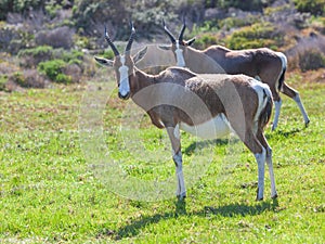 Bontebok Pair in Table Mountain National Park