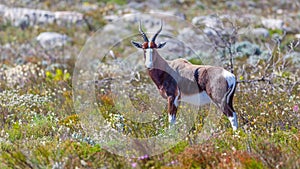 A Bontebok in Table Mountain National Park