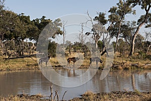 Bonteboks - antelopes - on a lake in Botswana, Africa