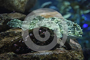 Bony Cabezon scaleless fish of the North American Pacific ocean