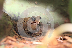 Bony-head toad photo