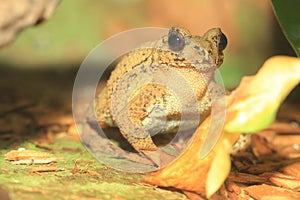 Bony-headed toad