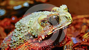 The bony-headed toad (Bufo galeatus) in terrarium