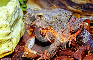 The bony-headed toad (Bufo galeatus) in terrarium