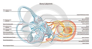Bony labyrinth. Middle ear capsule: the vestibule, the semicircular