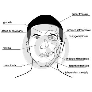 Bony landmarks of the head.