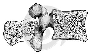 Bony Structure of Lumbar Vertebra, vintage illustration