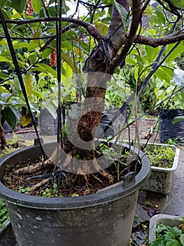 Bony tree in Bali