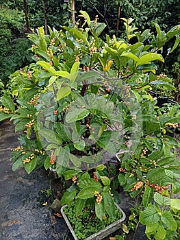 Bony tree in Bali