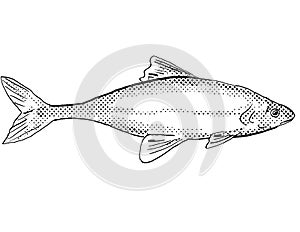 Bonytail chub or bonytail or Gila elegansFreshwater Fish Cartoon Drawing