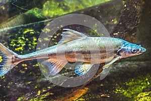 Bonytail Chub Fish Sonora Desert Museum Tucson Arizona