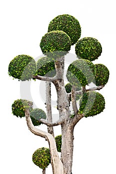 Bonzai
