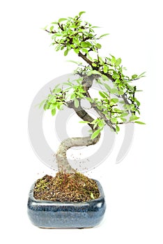 Bonzai