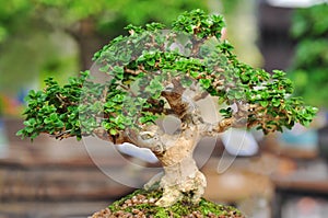 Bonzai plant