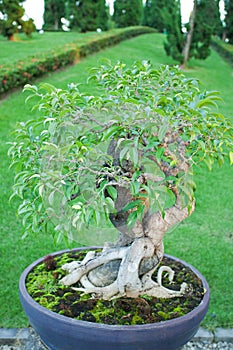 Bonzai plant