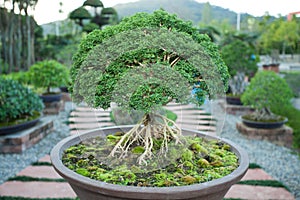 Bonzai plant