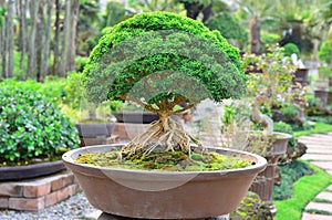 Bonzai plant photo