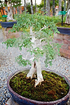 Bonzai plant