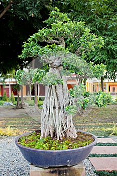 Bonzai plant