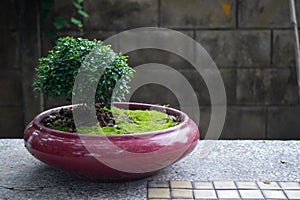 Bonzai on red pot with mos photo