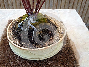 Bonzai Roots