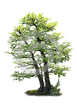 Bonzai Tree photo