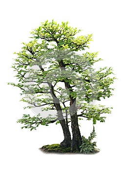 Bonzai Tree