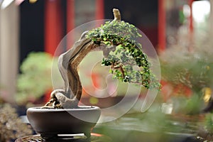 Bonzai Tree