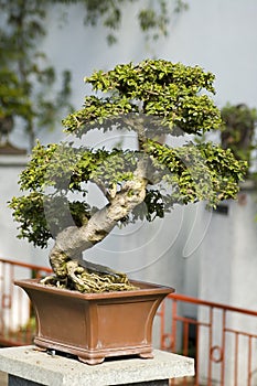 Bonzai tree