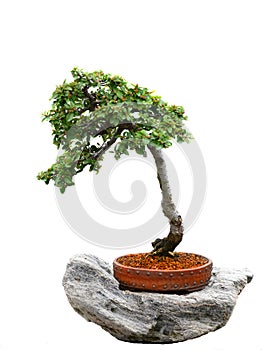 Bonzai tree photo